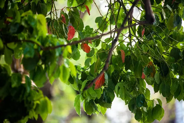 Zielone Liście Drzewa Widok Bliska — Zdjęcie stockowe