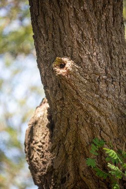 Bir ağaç gövdesinin yakın plan çekimi.