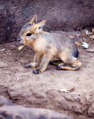 Hayvanat bahçesindeki bir Capybara 'nın yakın plan fotoğrafı.
