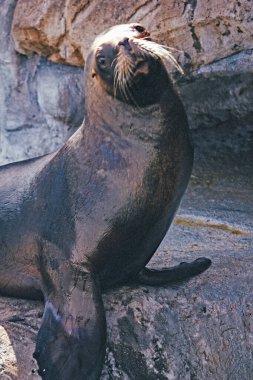 Bir fok balığının yakın görüntüsü