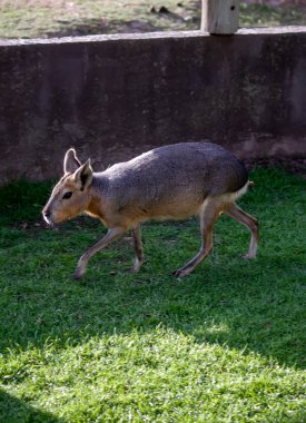 Hayvanat bahçesindeki bir Capybara 'nın yakın plan fotoğrafı.
