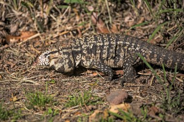 Buenos Aires şehir merkezindeki parkta büyük kahverengi kertenkele.