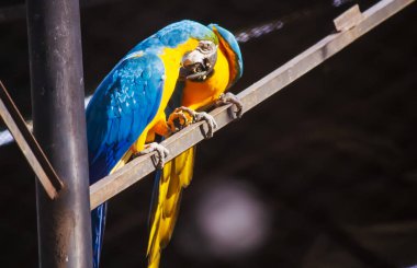 Hayvanat bahçesindeki renkli papağanlar.