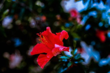Güzel botanik fotoğrafı, doğal duvar kağıdı.