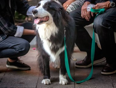 Sokaktaki sevimli köpek.