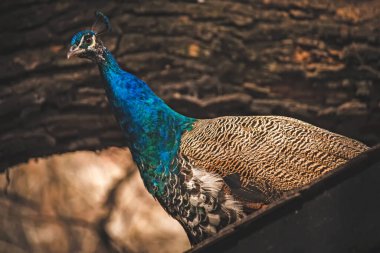 güzel tüylü tavuskuşu, seçici odaklı