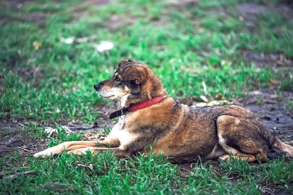 Собака Лежить Траві — стокове фото