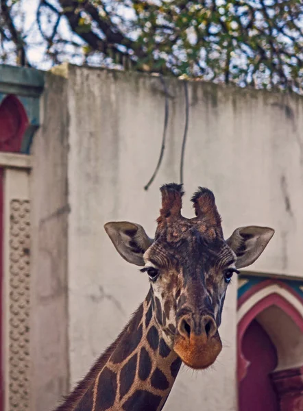 Gyönyörű Zsiráf Állat Állatkertben — Stock Fotó