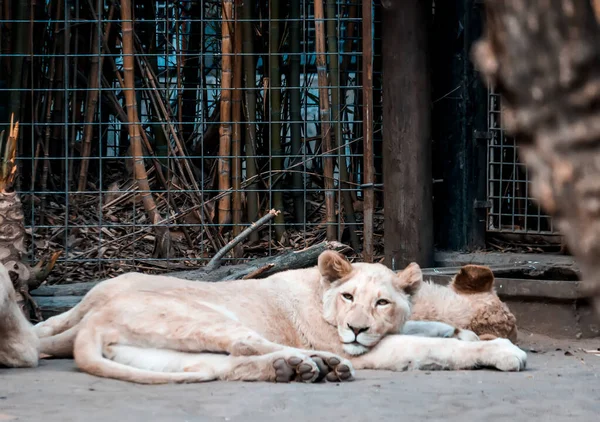 Mooie Jonge Leeuwin Dierentuin — Stockfoto