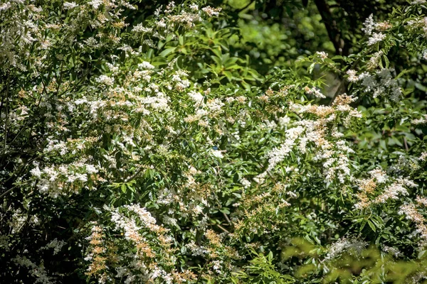 Schöne Botanische Ansicht Natürliche Tapete — Stockfoto