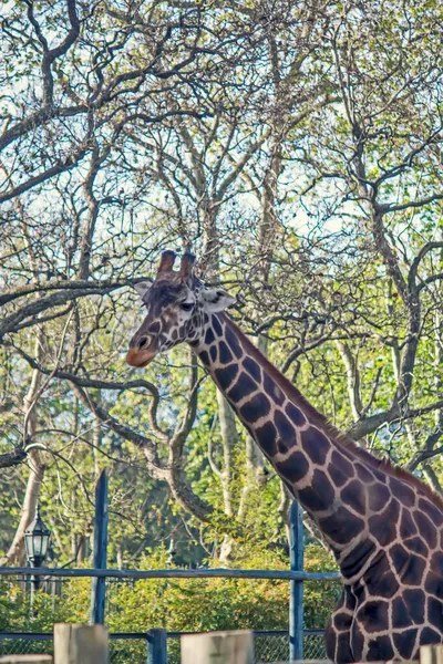 Красивое Животное Жирафа Зоопарке — стоковое фото
