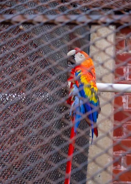 Разноцветный Попугай Ара Зоопарке — стоковое фото