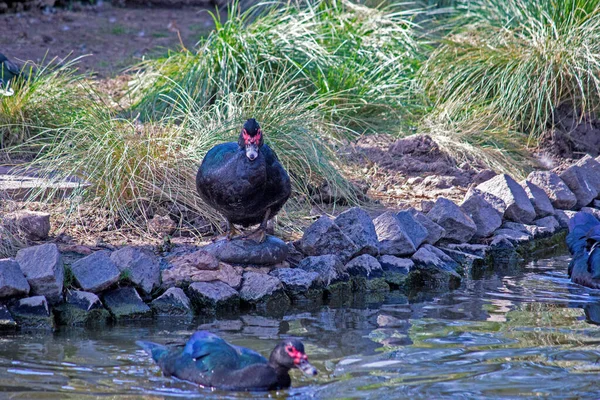 Vogel Wasser Des Sees Aus Nächster Nähe — Stockfoto