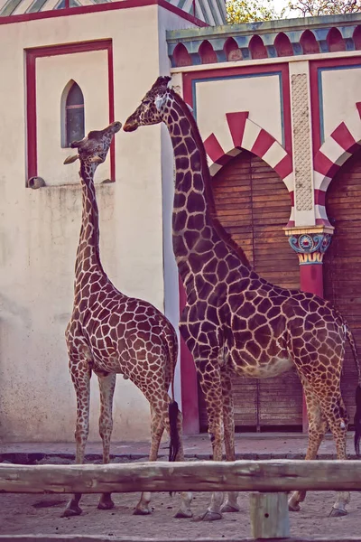 Gyönyörű Zsiráfok Állat Állatkertben — Stock Fotó