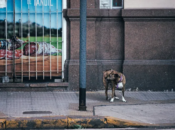 Kutya Városban Nézi Távolság — Stock Fotó