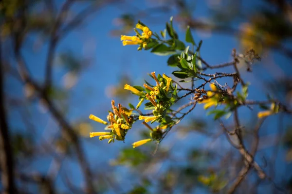 Krásný Botanický Výhled Přírodní Tapety — Stock fotografie