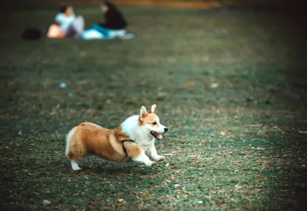 Pastor inglês raça welsh corgi pembroke tricolor caminha pela