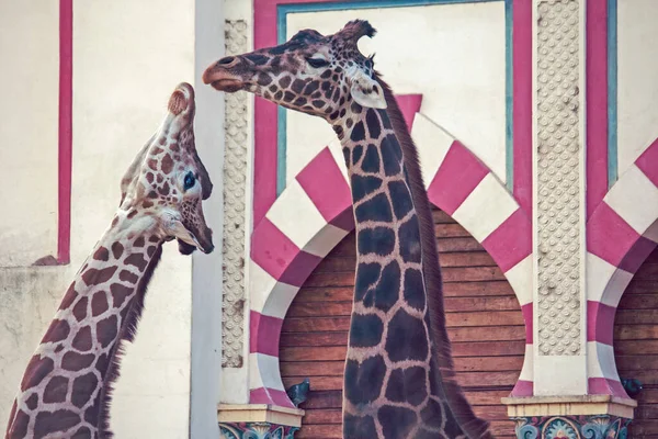 Gyönyörű Zsiráfok Állat Állatkertben — Stock Fotó