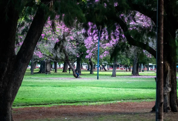 Весенний Парк Цветущими Деревьями — стоковое фото