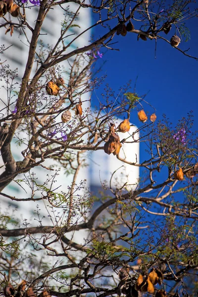 Ramas Árbol Primavera Vista Cerca — Foto de Stock