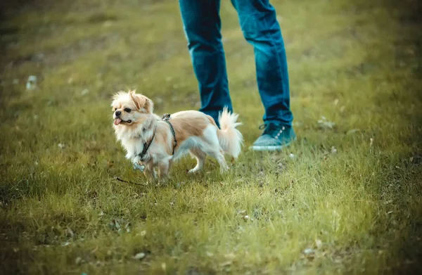 Собака Парку Влітку — стокове фото
