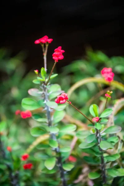 Bahçede Pembe Çiçekler Bitkiler Hayvanlar — Stok fotoğraf