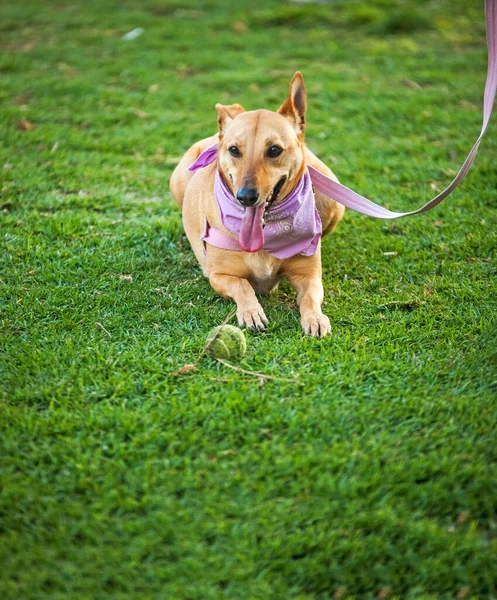 Χαριτωμένο Σκυλί Στο Πράσινο Γρασίδι — Φωτογραφία Αρχείου