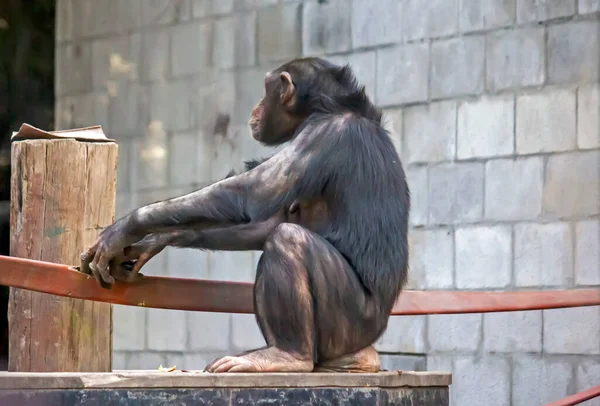 Motyw Zwierzęcy Małpa Zoo — Zdjęcie stockowe