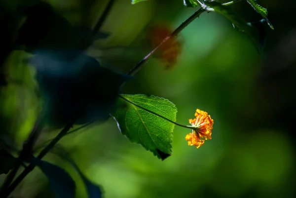 Красивий Ботанічний Вигляд Природні Шпалери — стокове фото