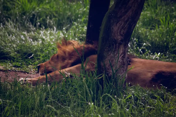 Ein Junger Löwe Ruht Gras Park — Stockfoto