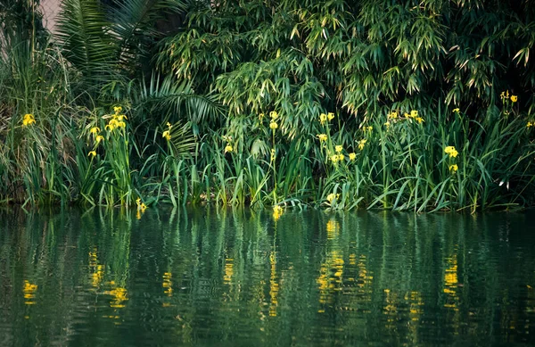 Flores Verdes Lago Primavera — Foto de Stock