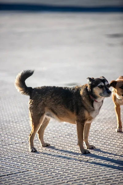 Собака Вулиці Крупним Планом — стокове фото