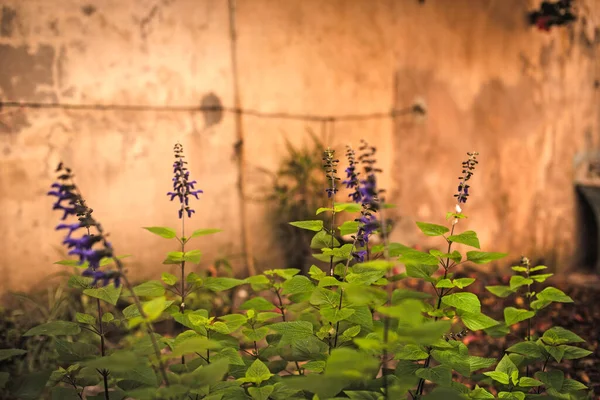 Krásný Botanický Záběr Přírodní Tapety — Stock fotografie