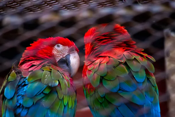 Papagaio Arara Colorido Zoológico — Fotografia de Stock