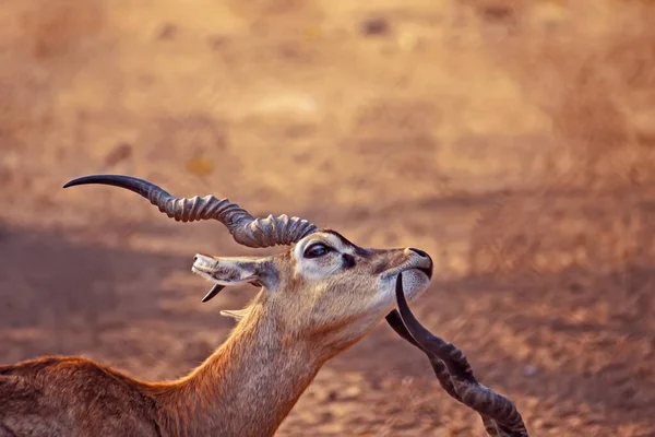 Manlig Impala Aepyceros Melampus Närbild — Stockfoto