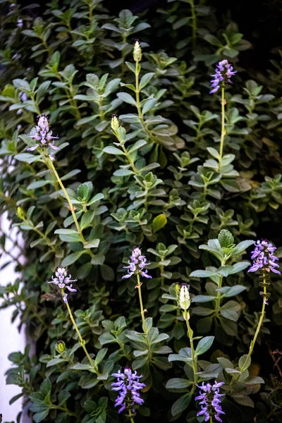 Beautiful Flowers Garden Close View — Stock Photo, Image