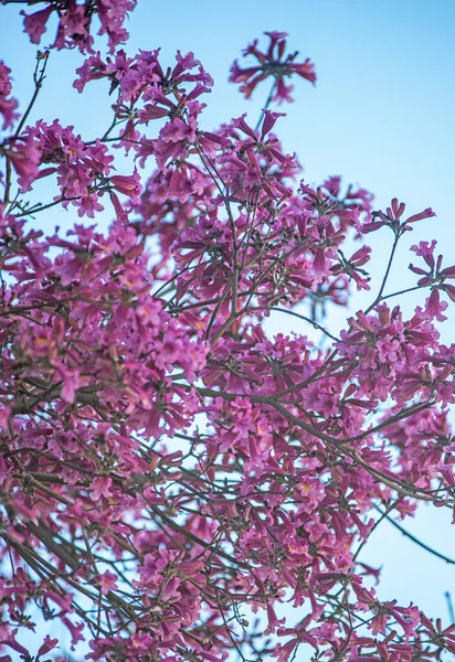 Krásné Růžové Květy Stromě — Stock fotografie