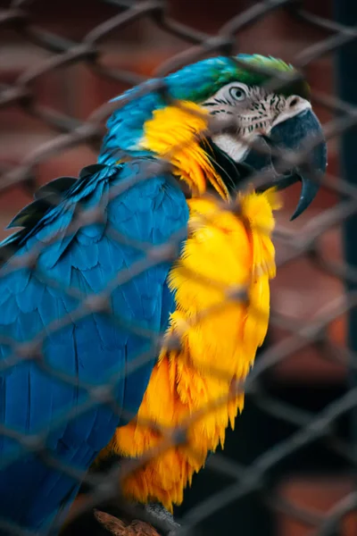 Разноцветный Попугай Ара Зоопарке — стоковое фото