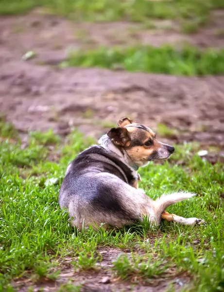 Hund Valp Det Gröna Gräset — Stockfoto