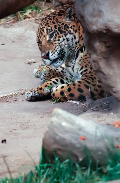 Adorabile Animale Leopardo Nello Zoo — Foto Stock