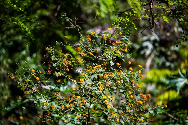 Schöne Botanische Ansicht Natürliche Tapete — Stockfoto