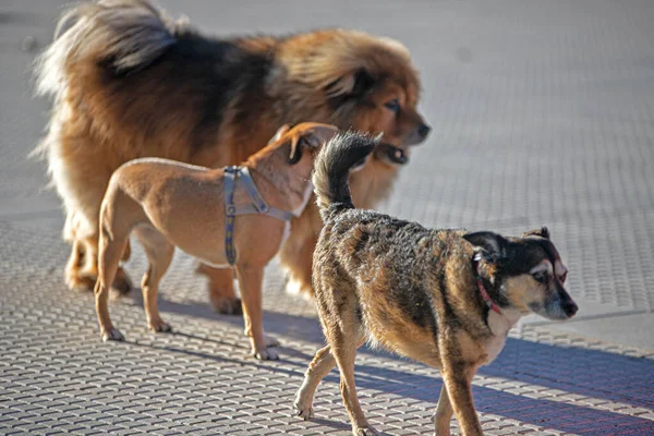 Собаки Парку Крупним Планом — стокове фото
