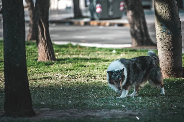 Kutya Parkban Közelről — Stock Fotó