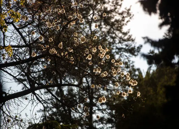 Vacker Botanisk Skott Naturliga Tapeter — Stockfoto