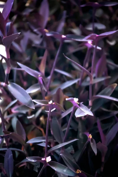 庭の美しいピンクの花 — ストック写真