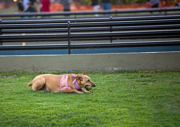 Милий Собака Зеленій Траві — стокове фото