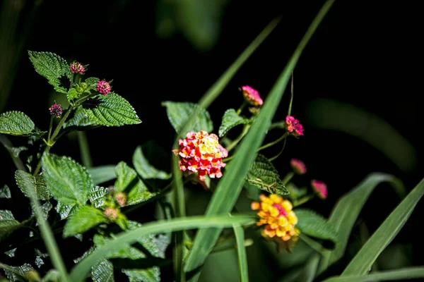 美しい植物画 自然壁紙 — ストック写真