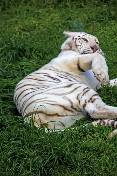 Schattige Witte Tijger Dierentuin — Stockfoto