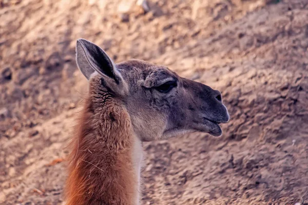 Closeup Shot Cute Llama — Stock Photo, Image