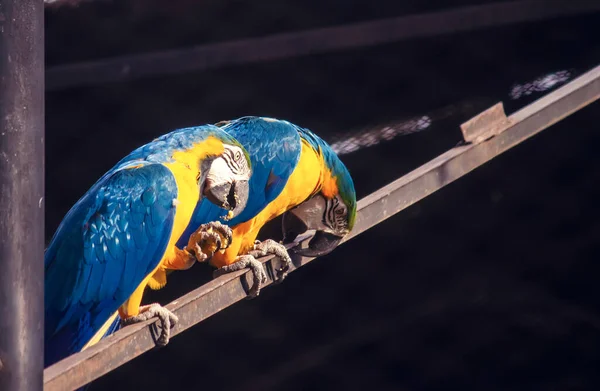 Разноцветные Попугаи Ара Зоопарке — стоковое фото